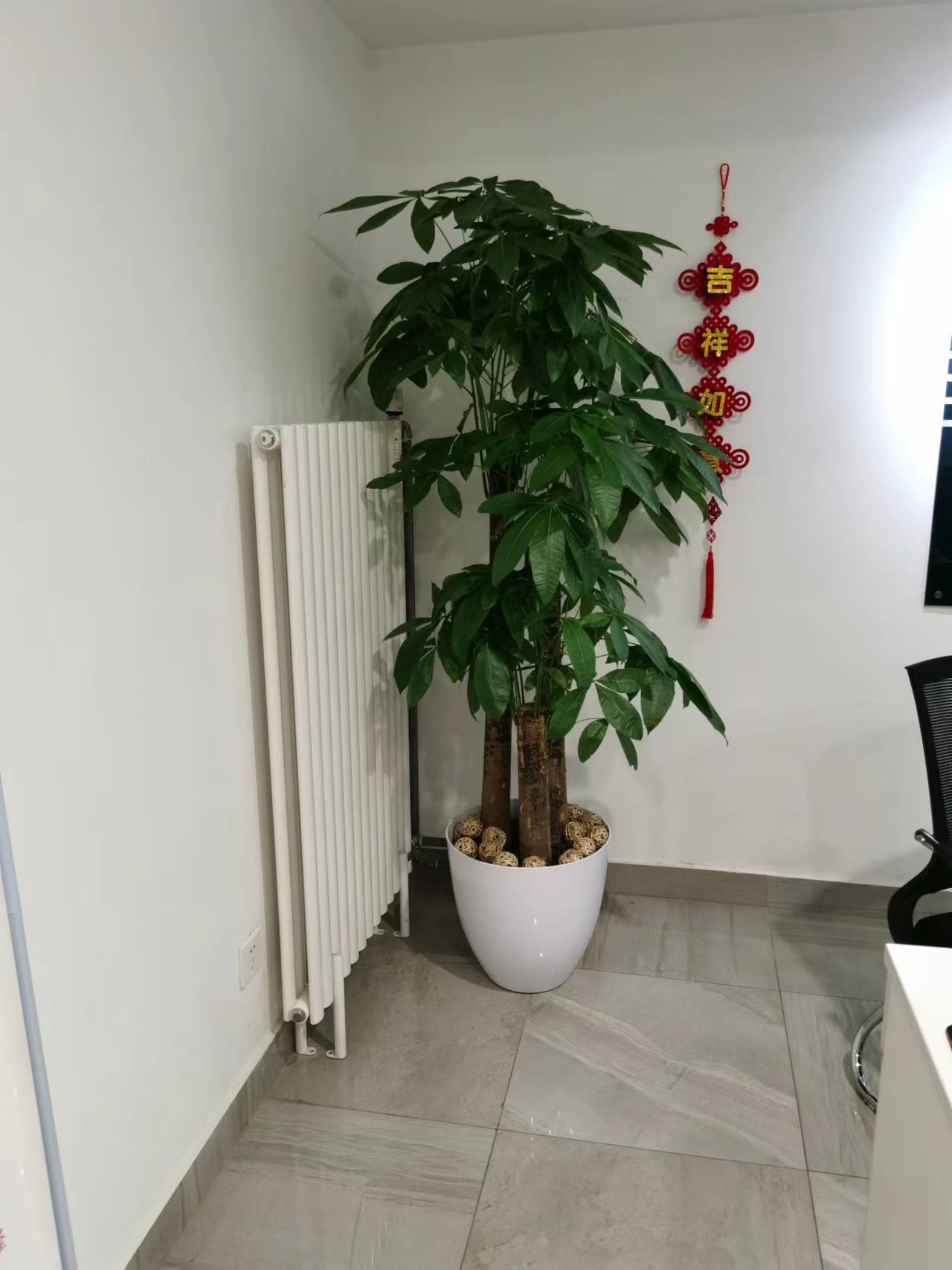 室内绿植租摆2