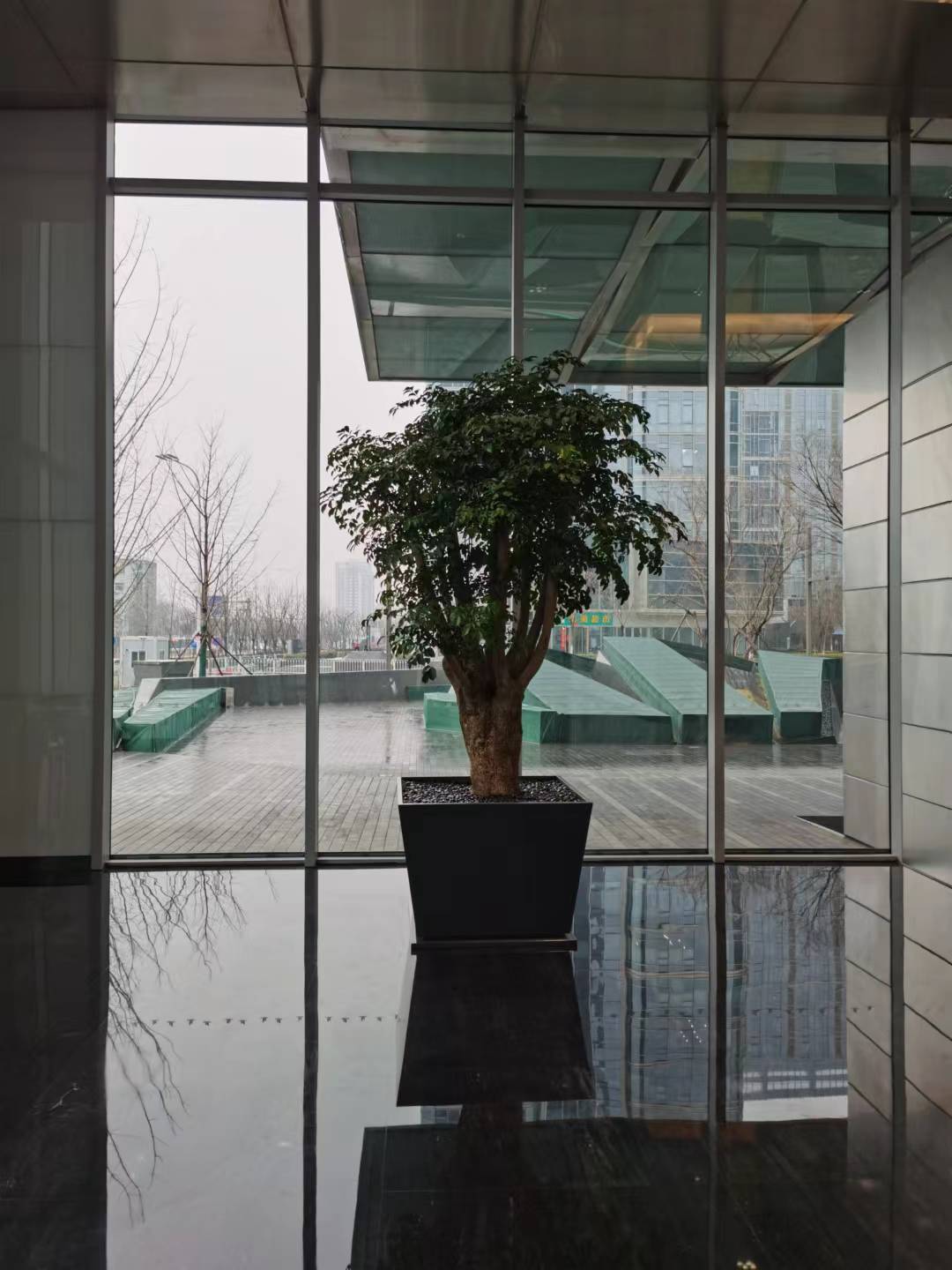 室内绿植租摆2