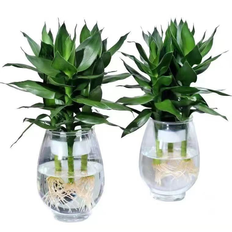 室内绿植租摆2