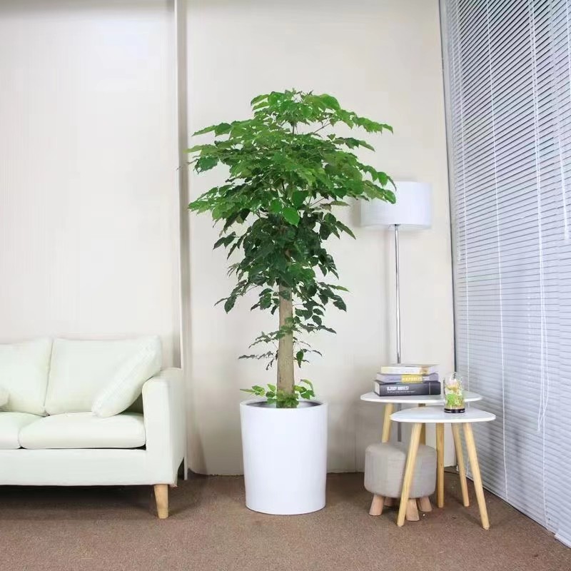 室内绿植租摆4