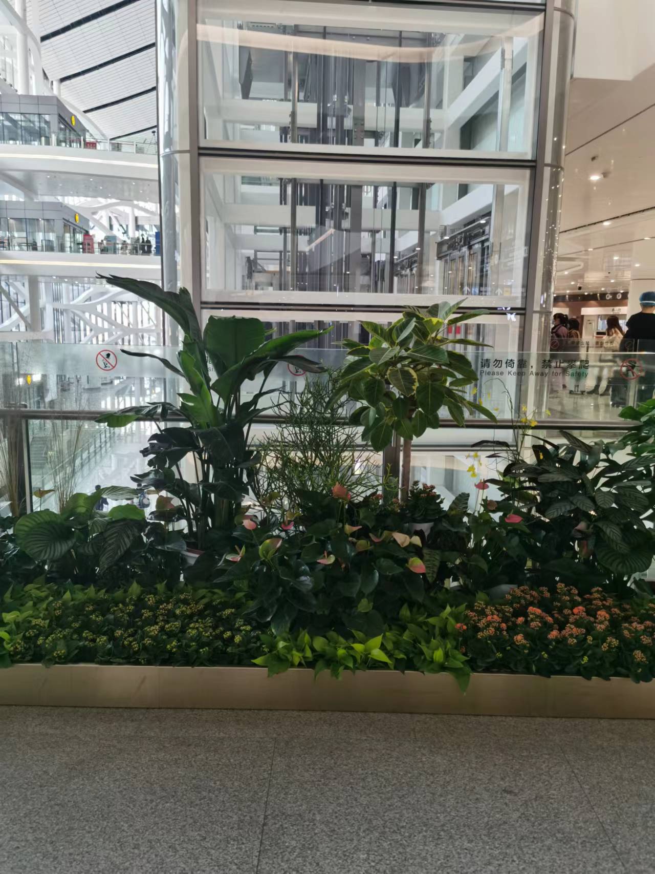 室内绿植租摆8