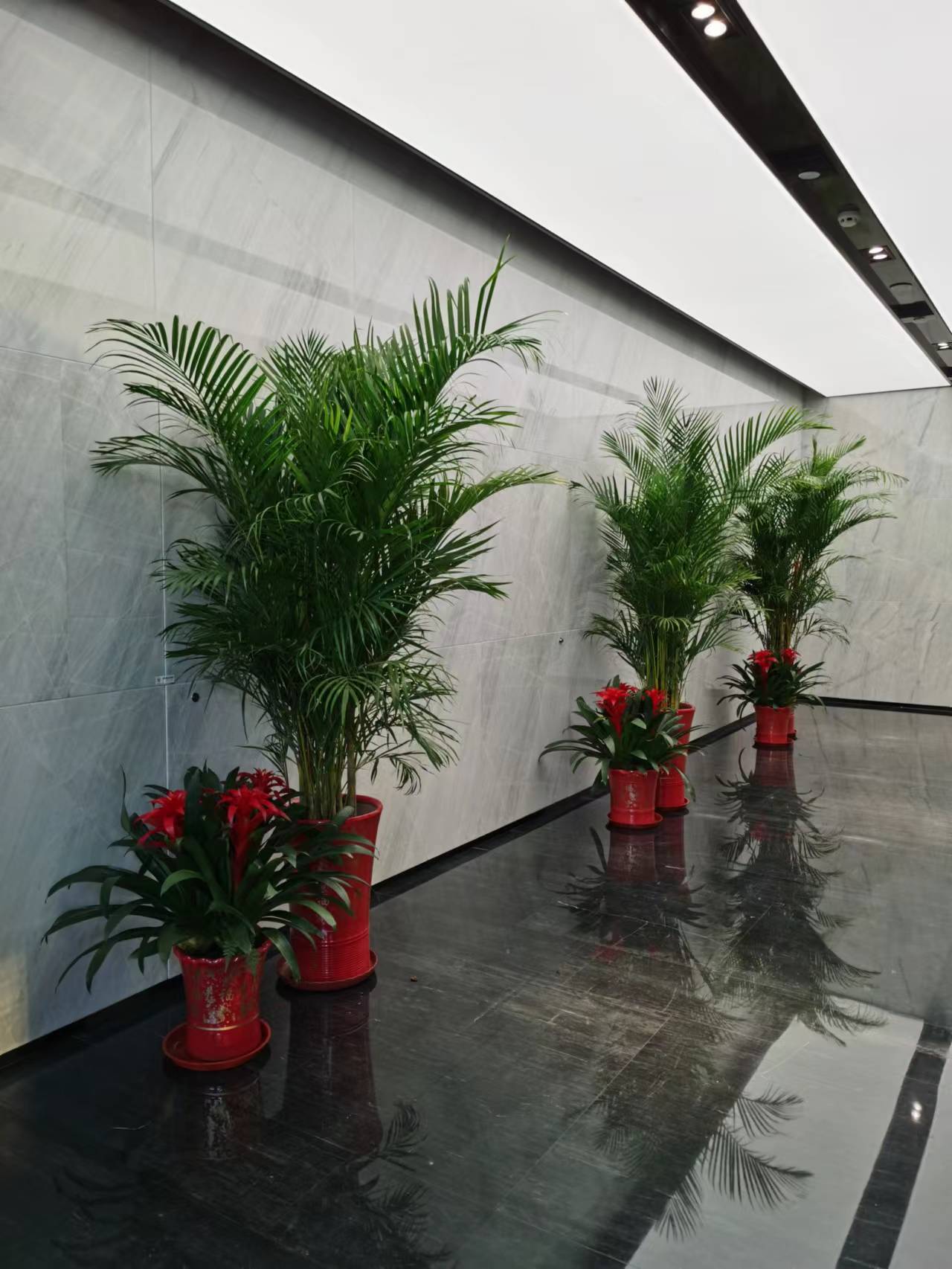 室内绿植租摆9