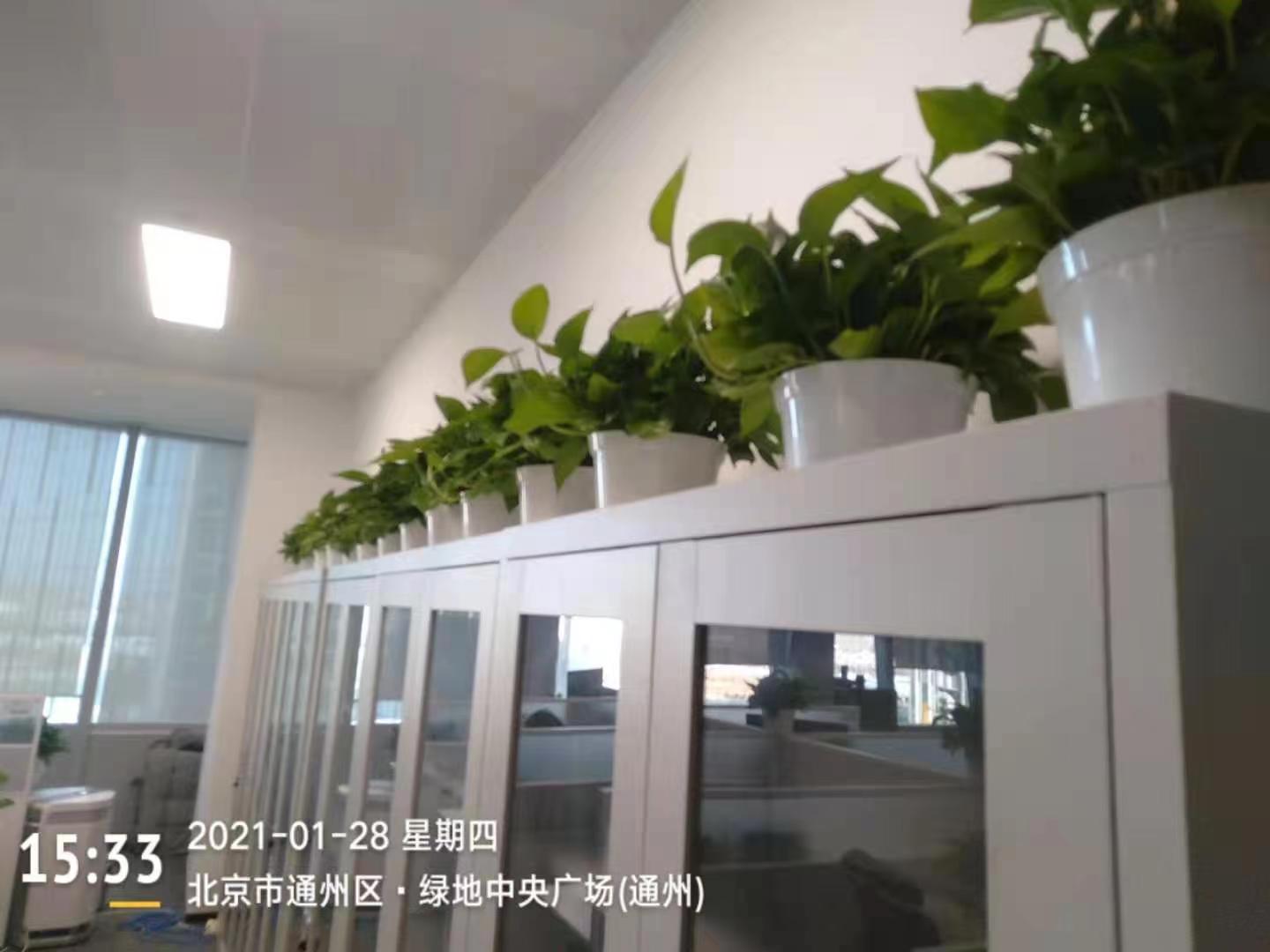 室内绿植租摆9
