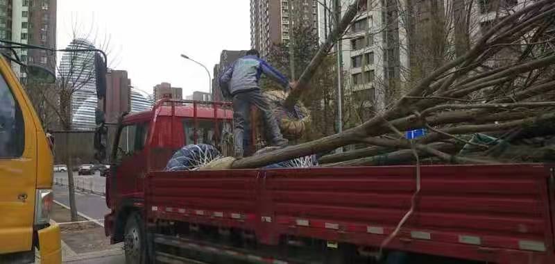 绿化修建改造