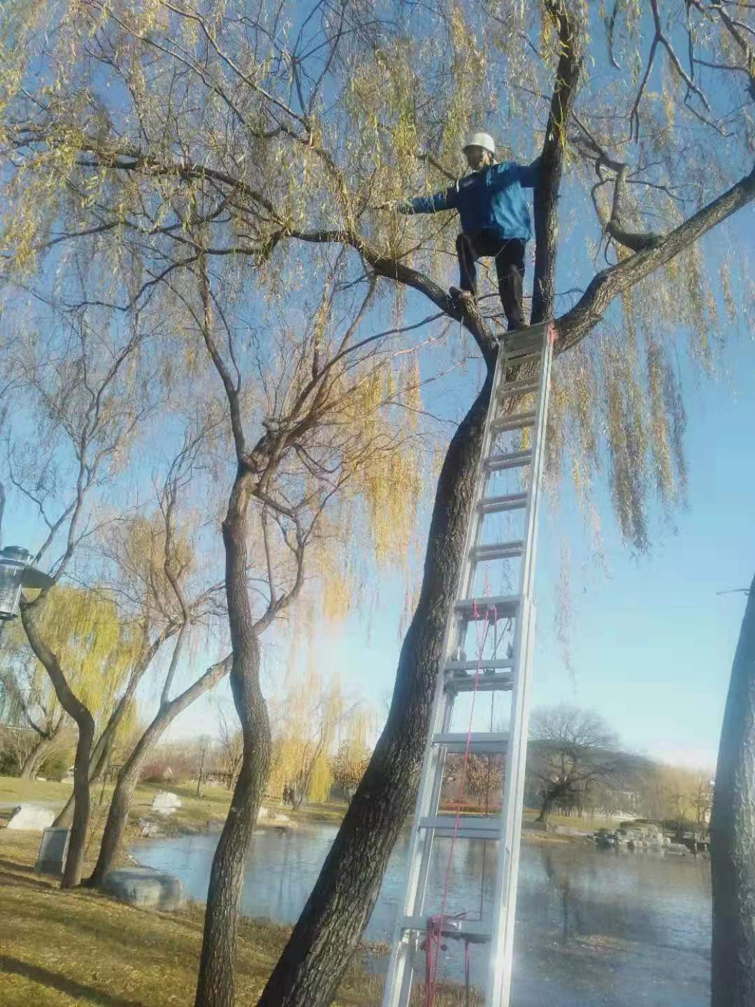 绿化修建改造