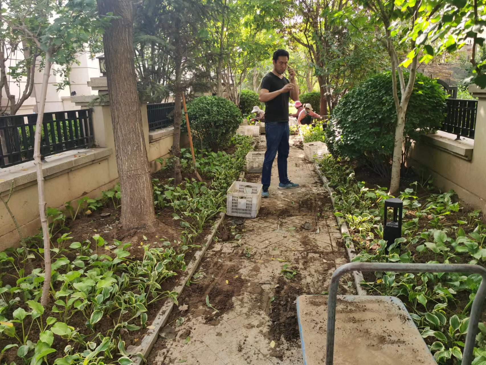 绿化修建改造2