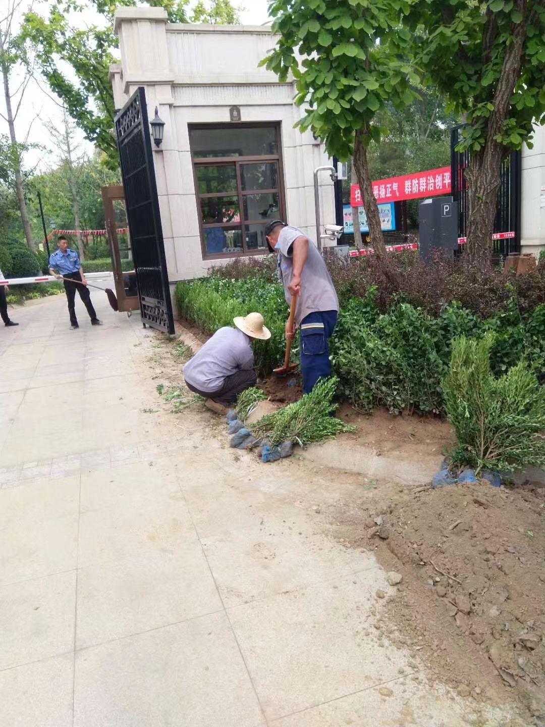 绿化修建改造3