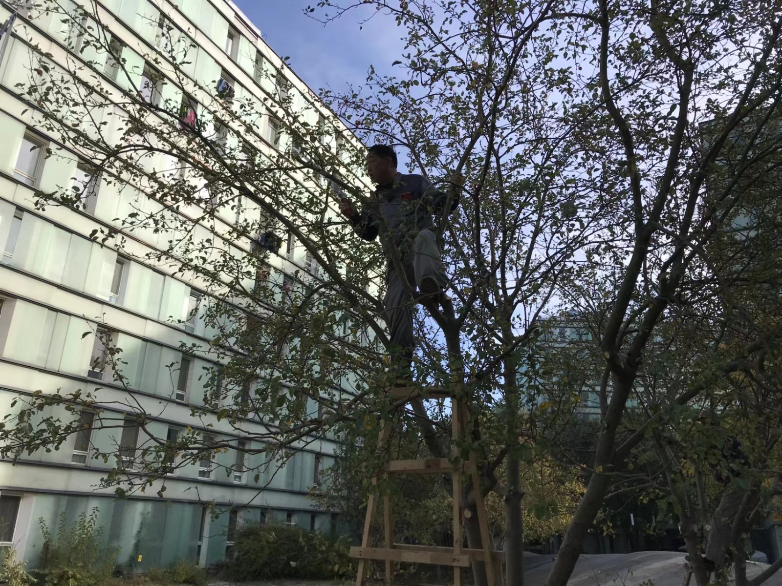 绿化修建改造3