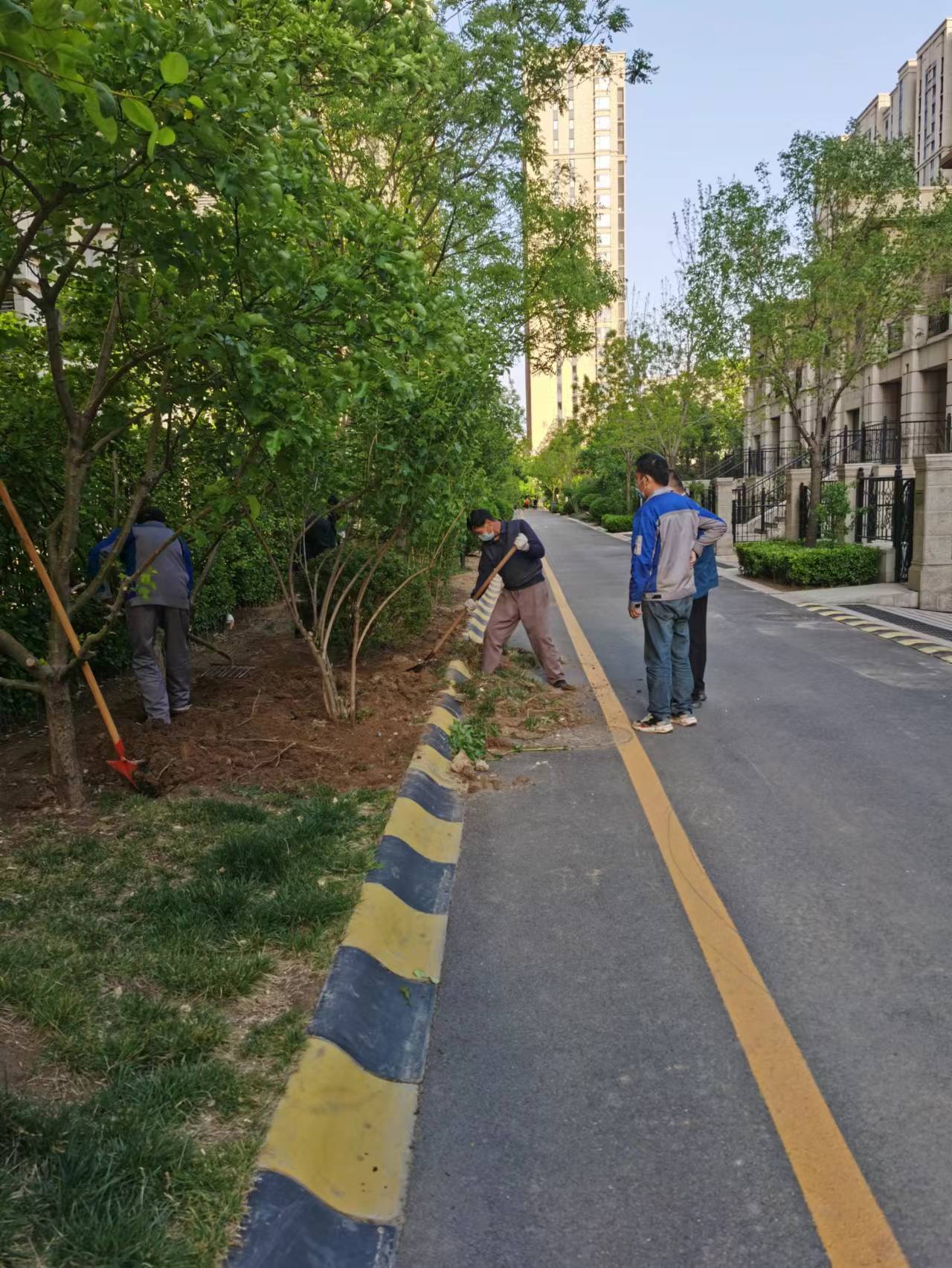 绿化修建改造4