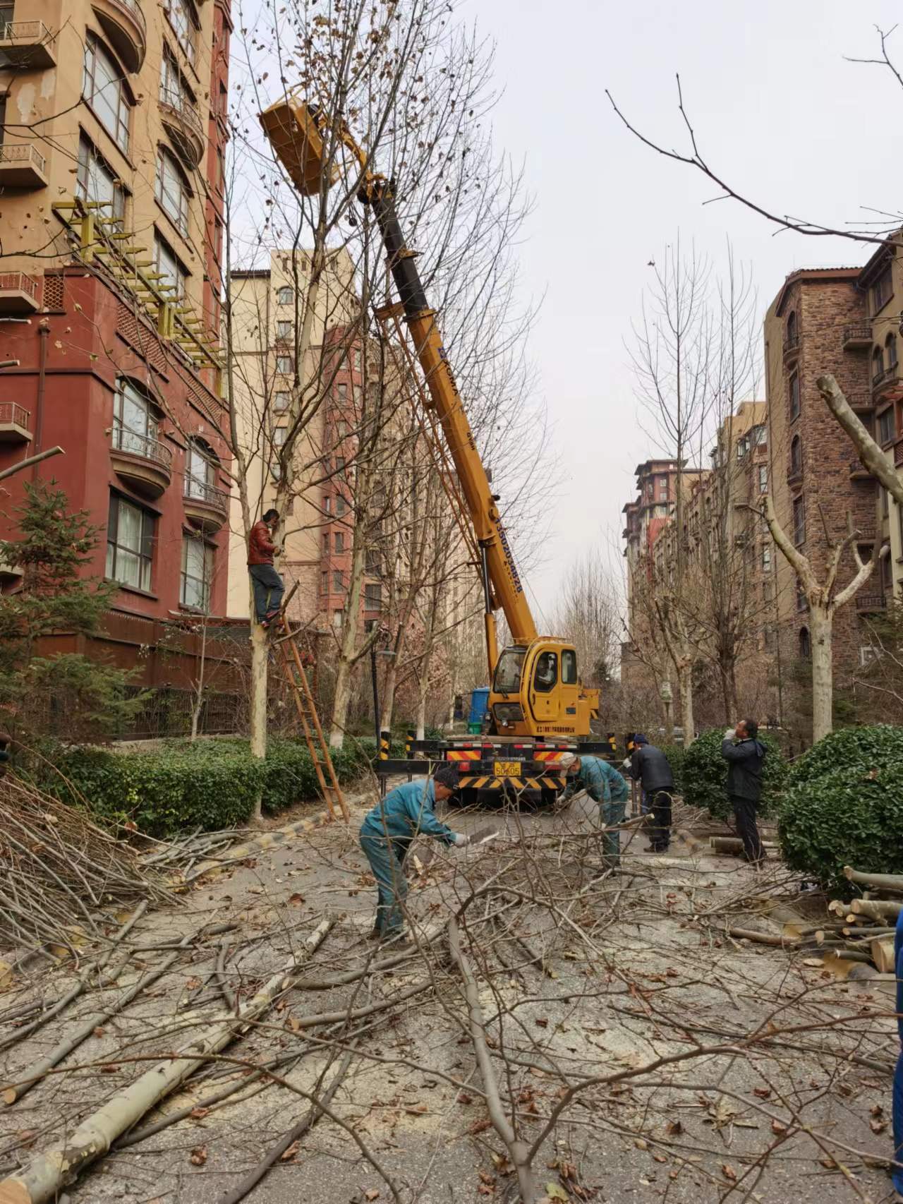 绿化修建改造4