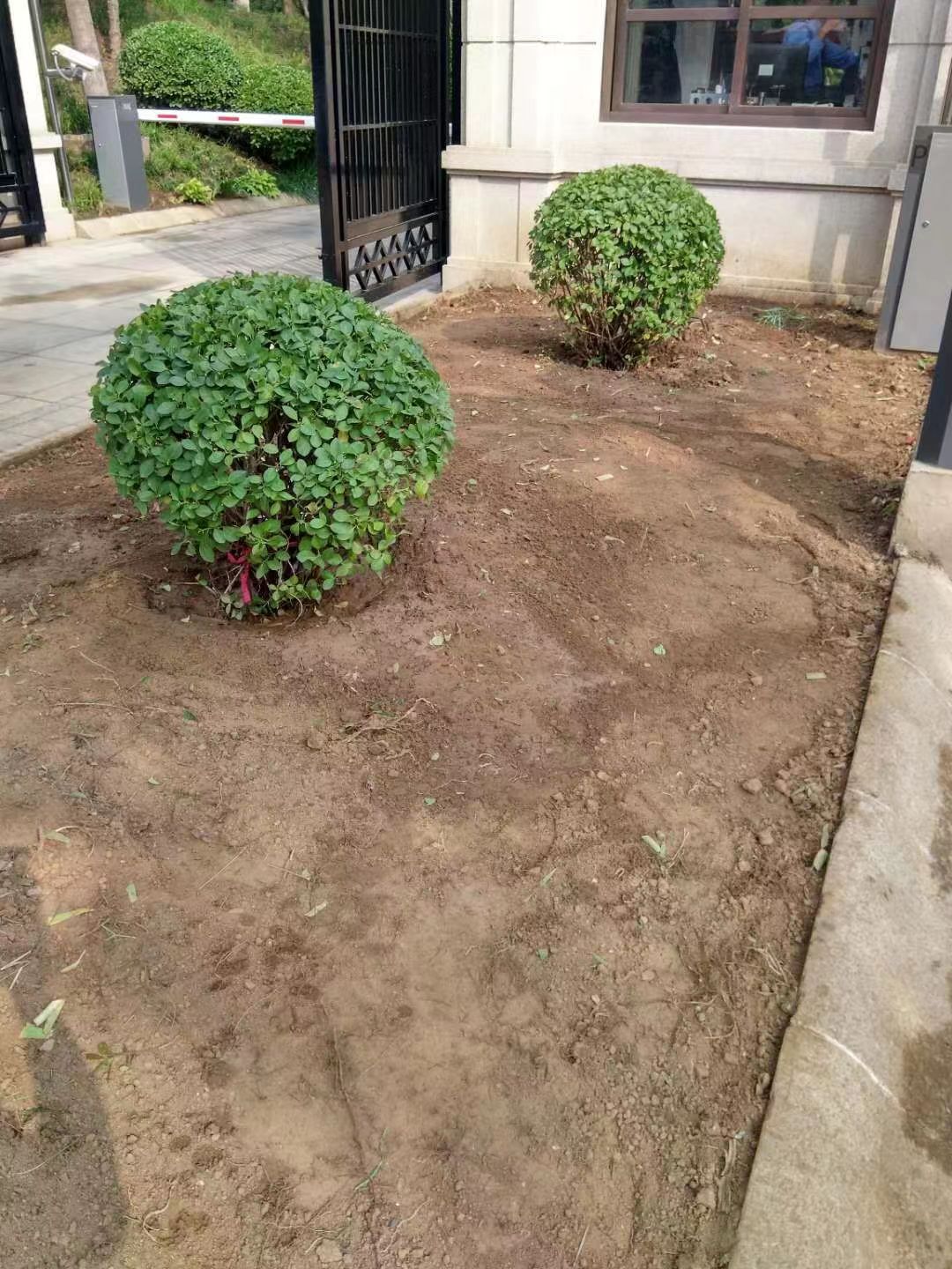 绿化修建改造4