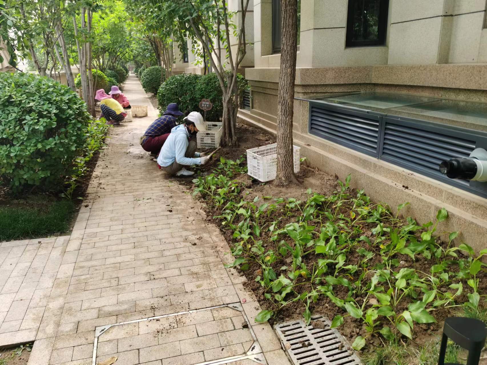 绿化修建改造4