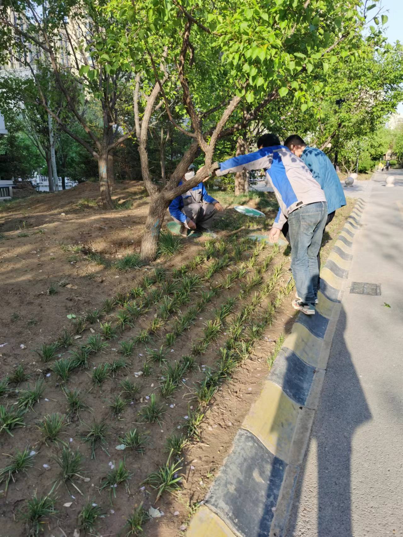绿化修建改造5