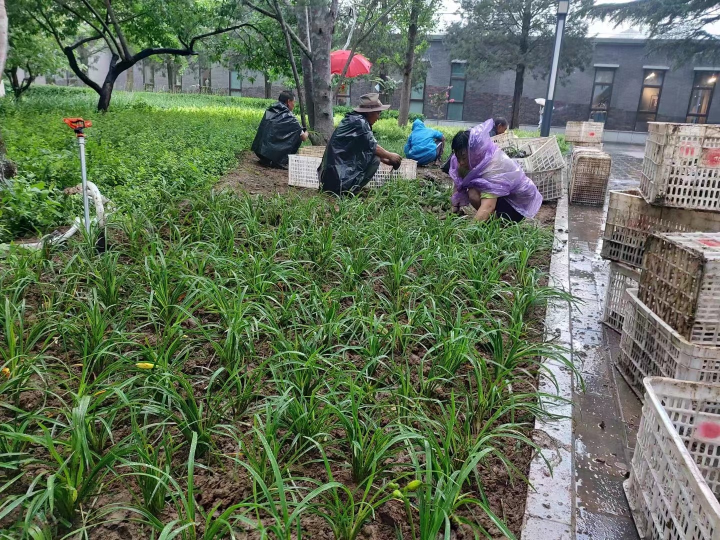 绿化修建改造5