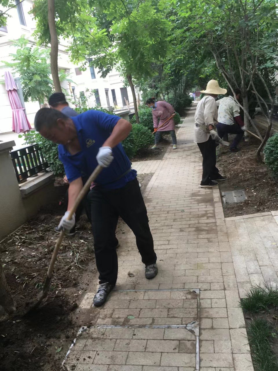 绿化修建改造6