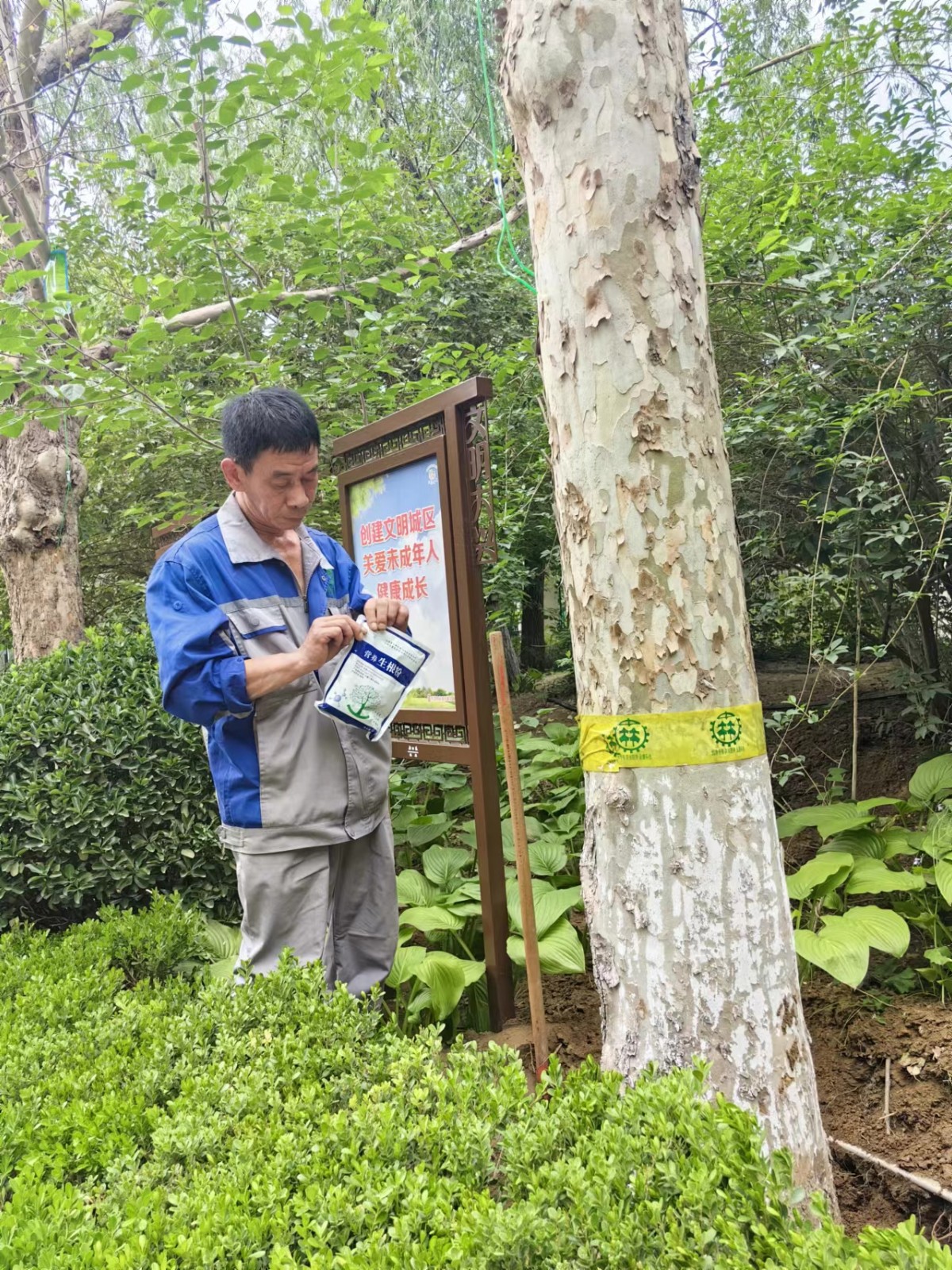 绿化修建改造7