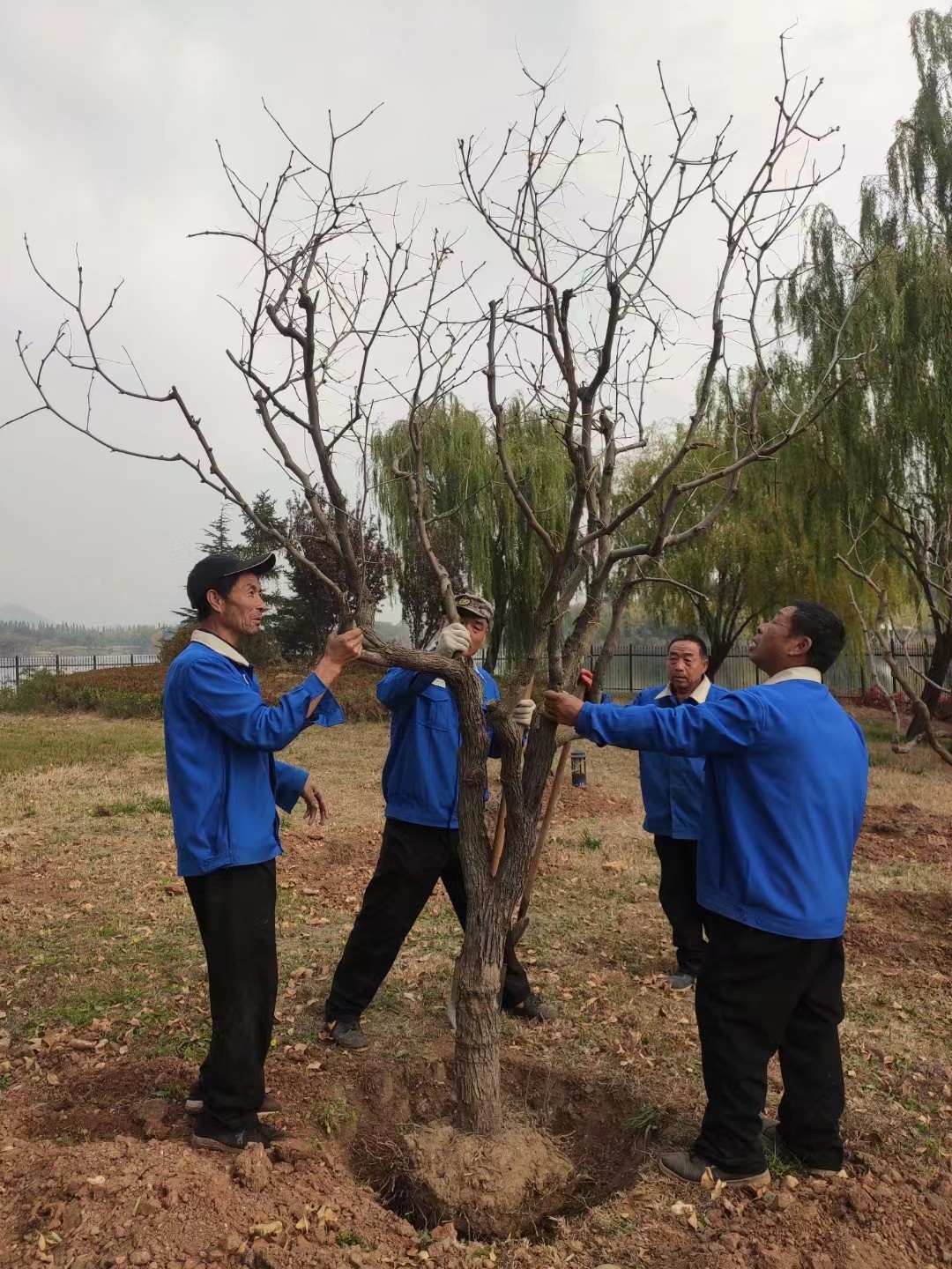 绿化修建改造7
