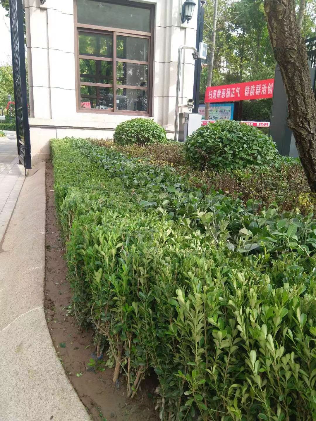 绿化修建改造7