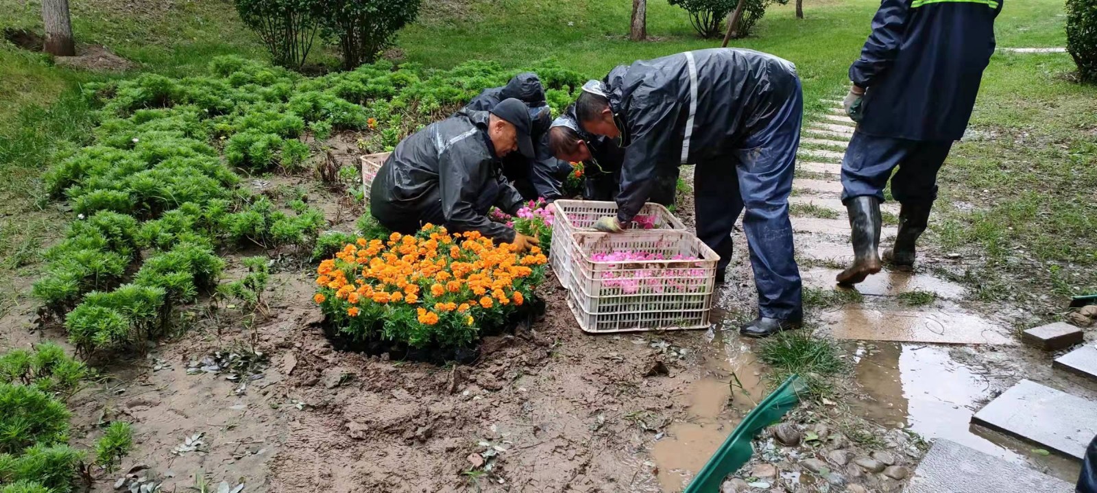 绿化修建改造8