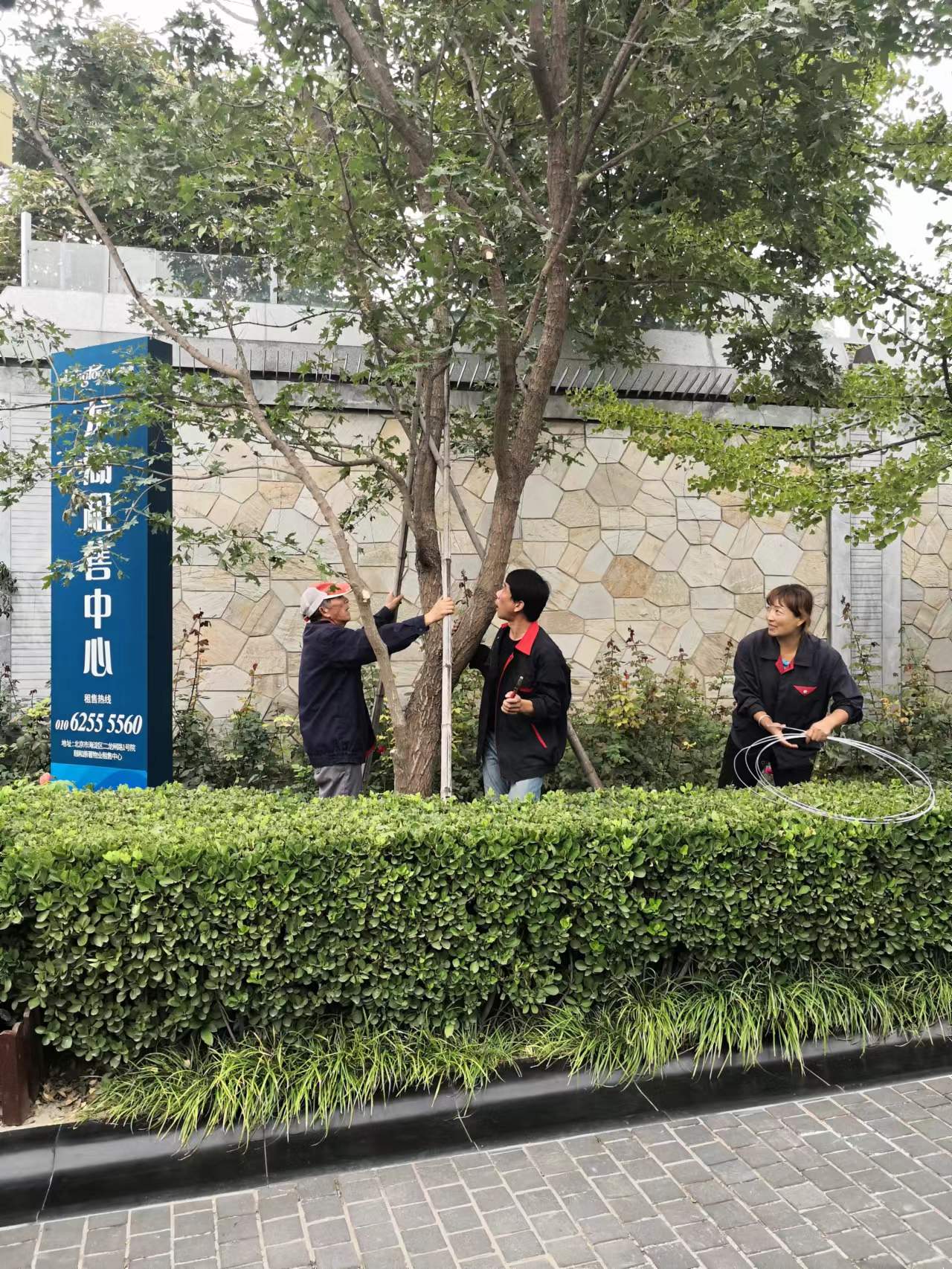 绿化修建改造9