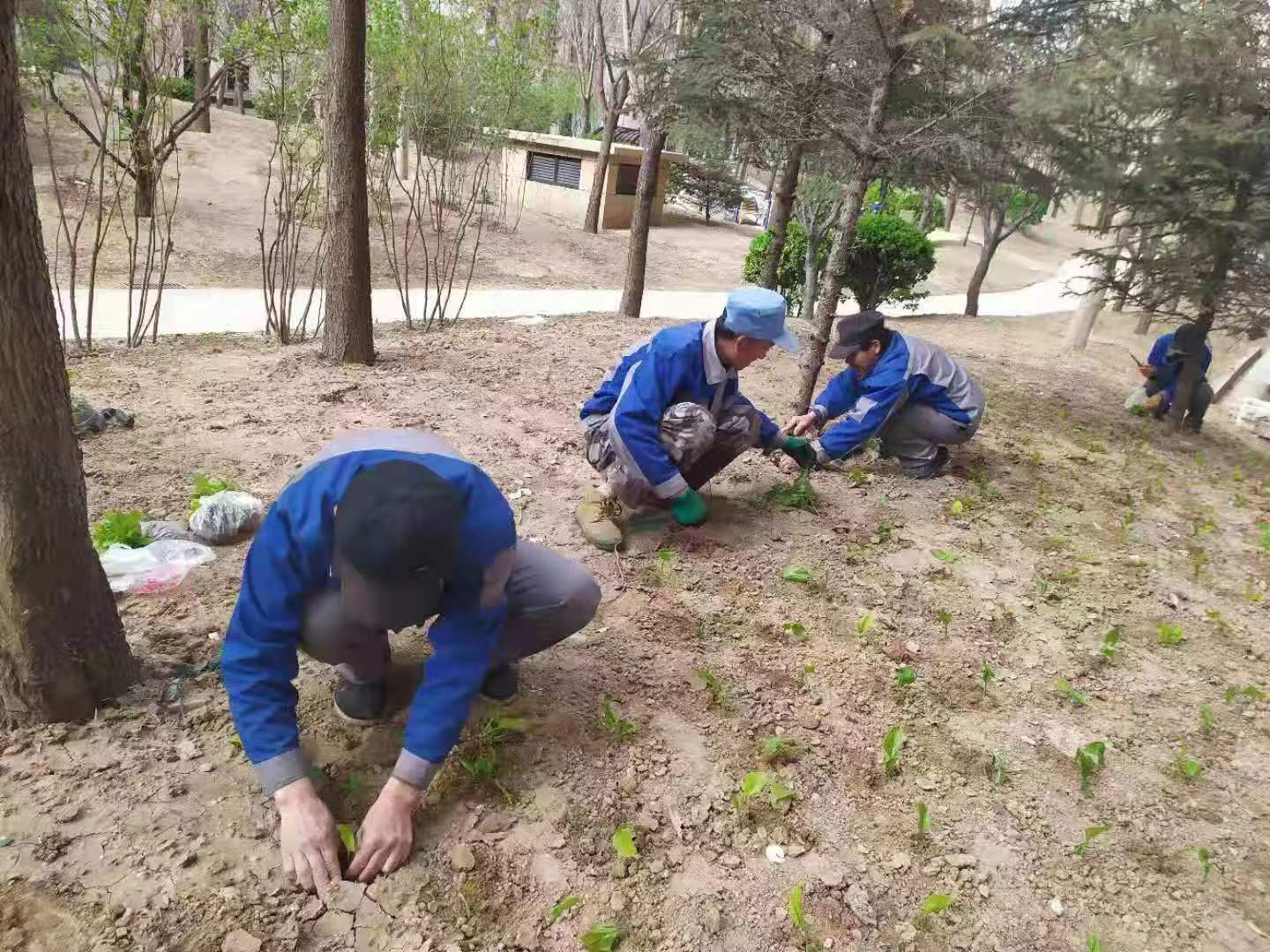 绿化修建改造9