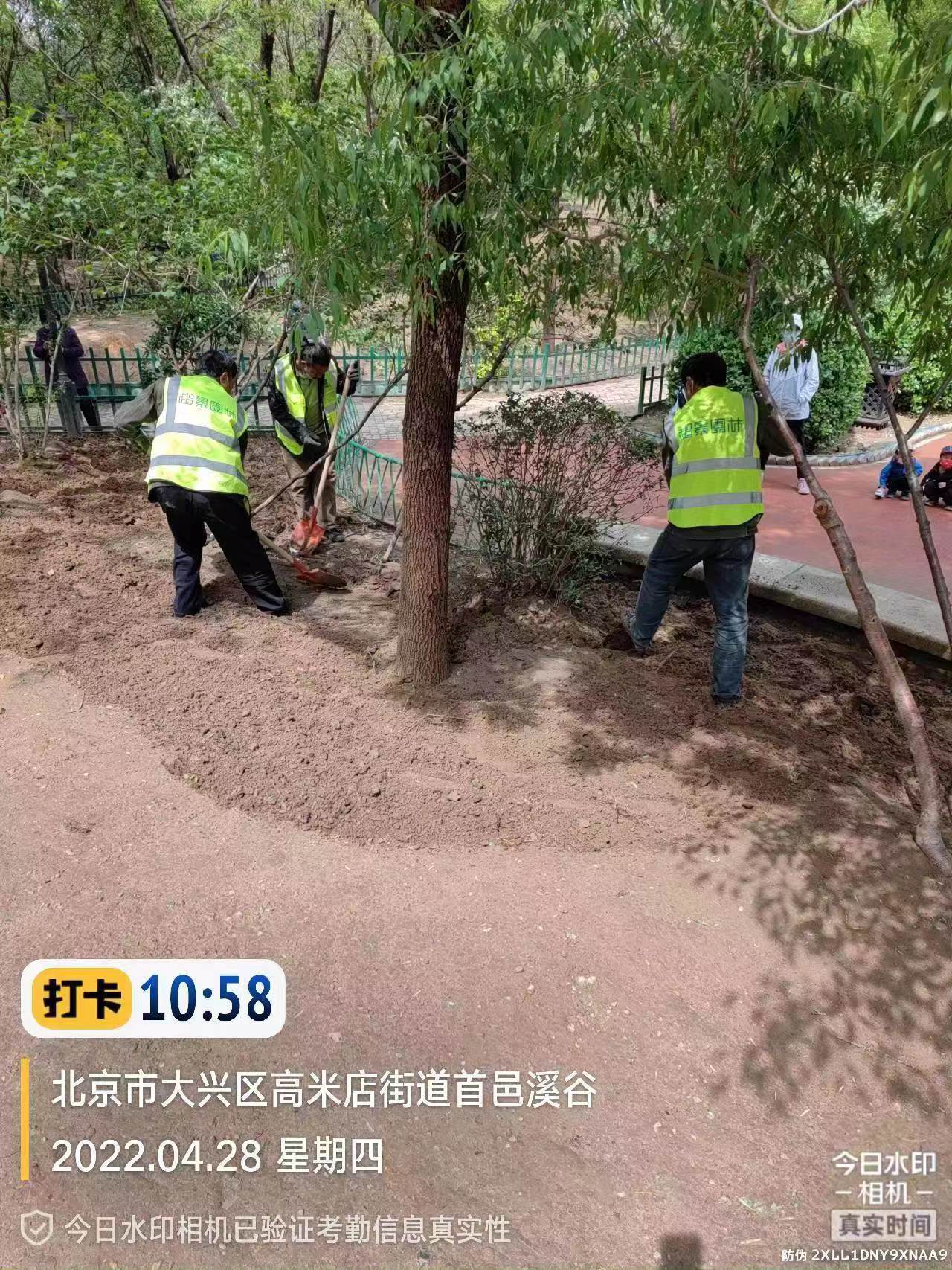 绿化修建改造9