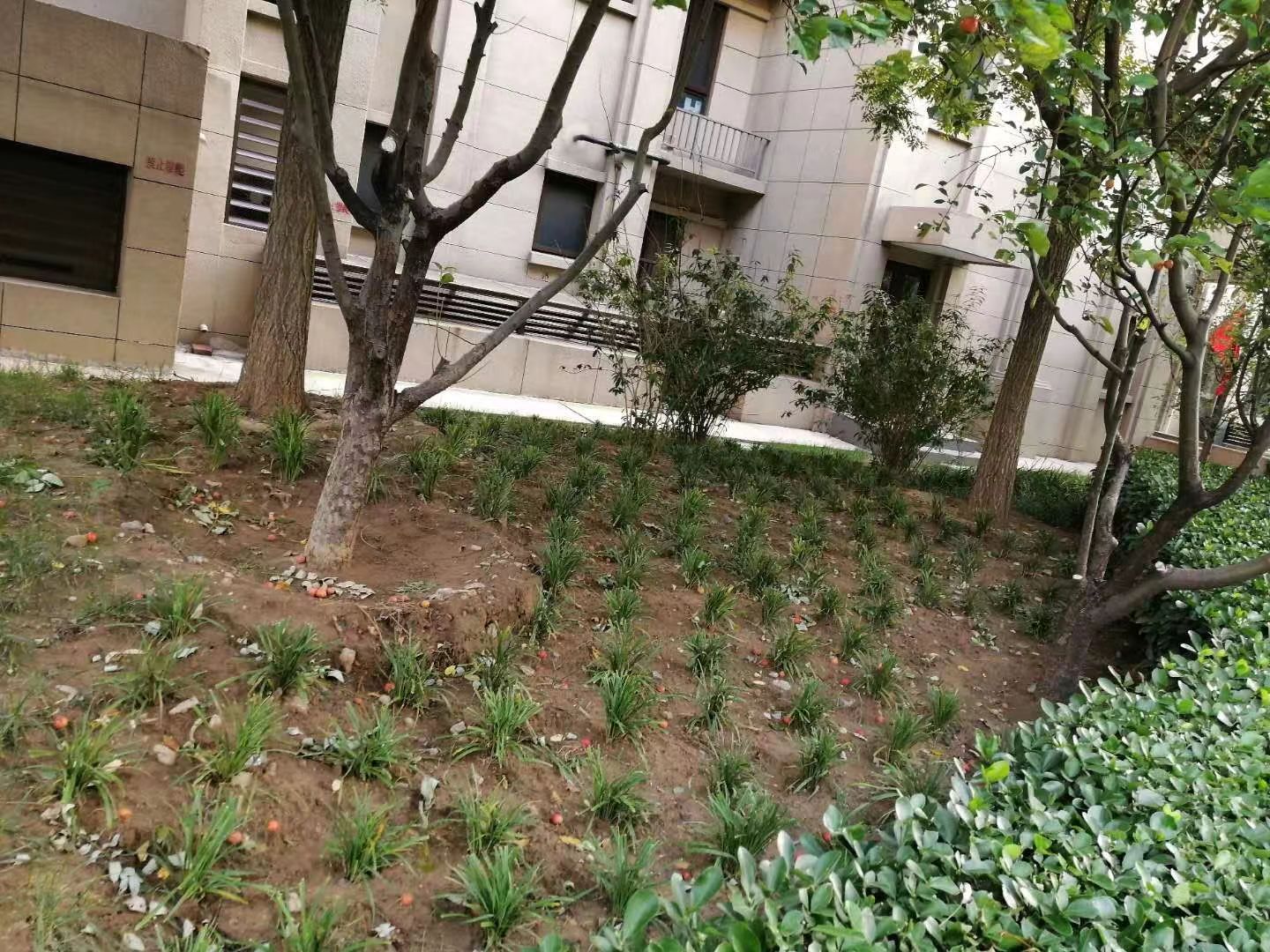 绿化修建改造10