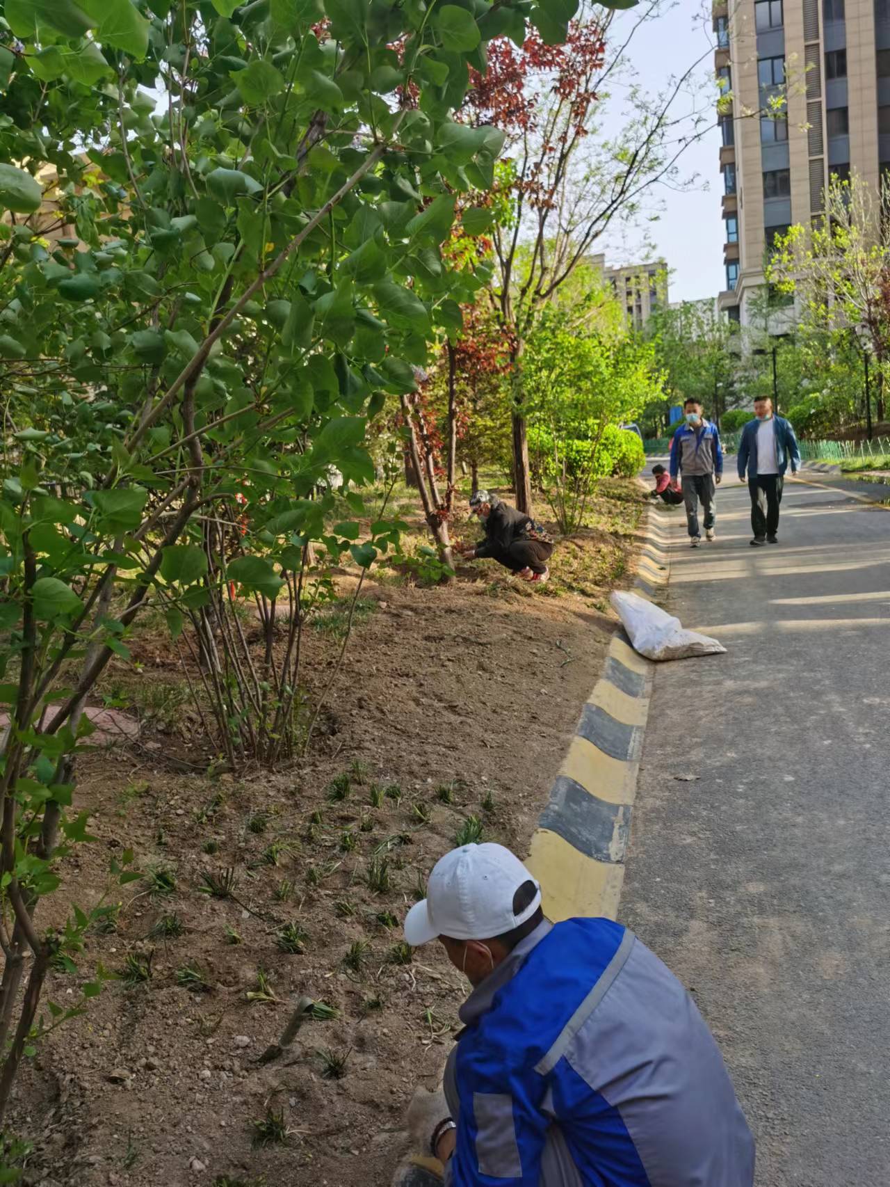 绿化修建改造10