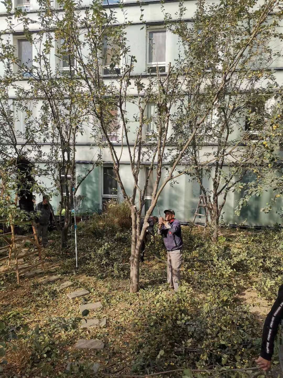 绿化修建改造10