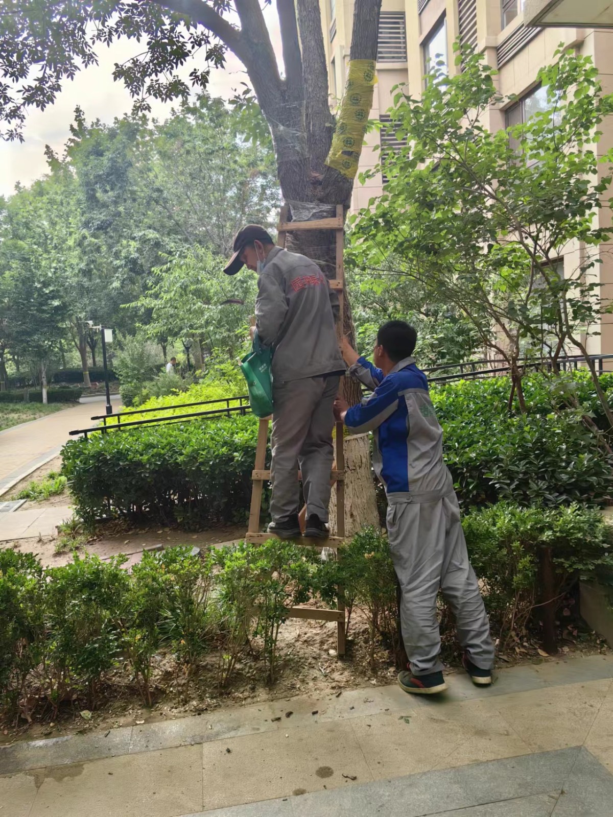 绿化修建改造11