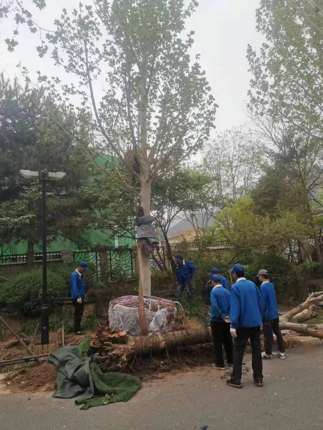 绿化修建改造11